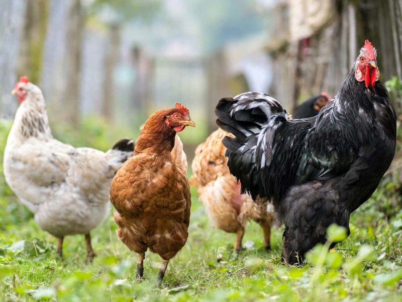 chicken-feeding-on-traditional-rural-barnyard-hen-2022-08-02-14-42-07-utc-min-v2.jpg