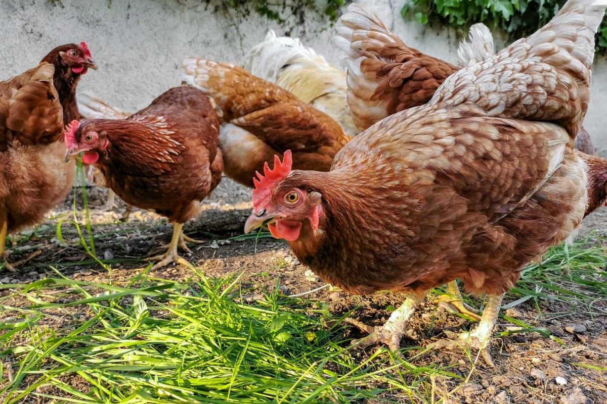 close-up-of-domestic-chickens-hens-and-rooster-in-2022-08-01-04-43-54-utc-min-v2.jpg