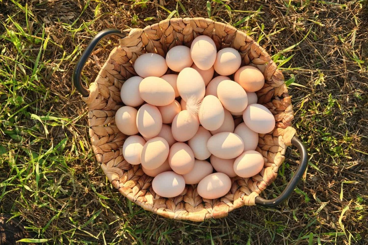 farm-fresh-chicken-eggs-in-basket-on-the-grass-in-2022-03-16-22-37-55-utc-min-v2-qh73lywlsd892ue1xtnz49t6h9l9vi2q9vgkr1dc1s