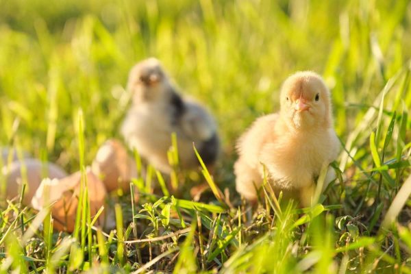 two-newborn-chicken-with-cracked-eggshell-eggs-su-2022-05-11-20-18-26-utc-min-v2.jpg